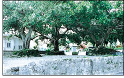 伊舎堂前の三本ガジュマル