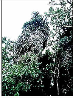 ペリーの旗立岩(新垣)