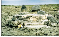 屋宜湊干瀬ノ御イベ