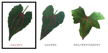 ツルヒヨドリとツルドクダミ、クロミノオキナワスズメウリの葉の比較