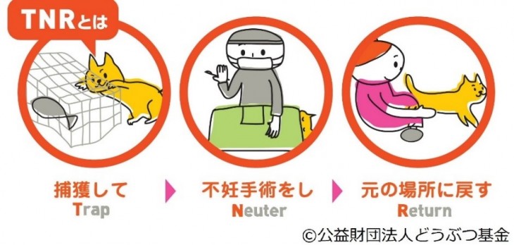 TNRとは捕獲して不妊手術をし元の場所に戻すことです