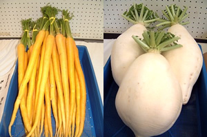 島にんじんと島ダイコン