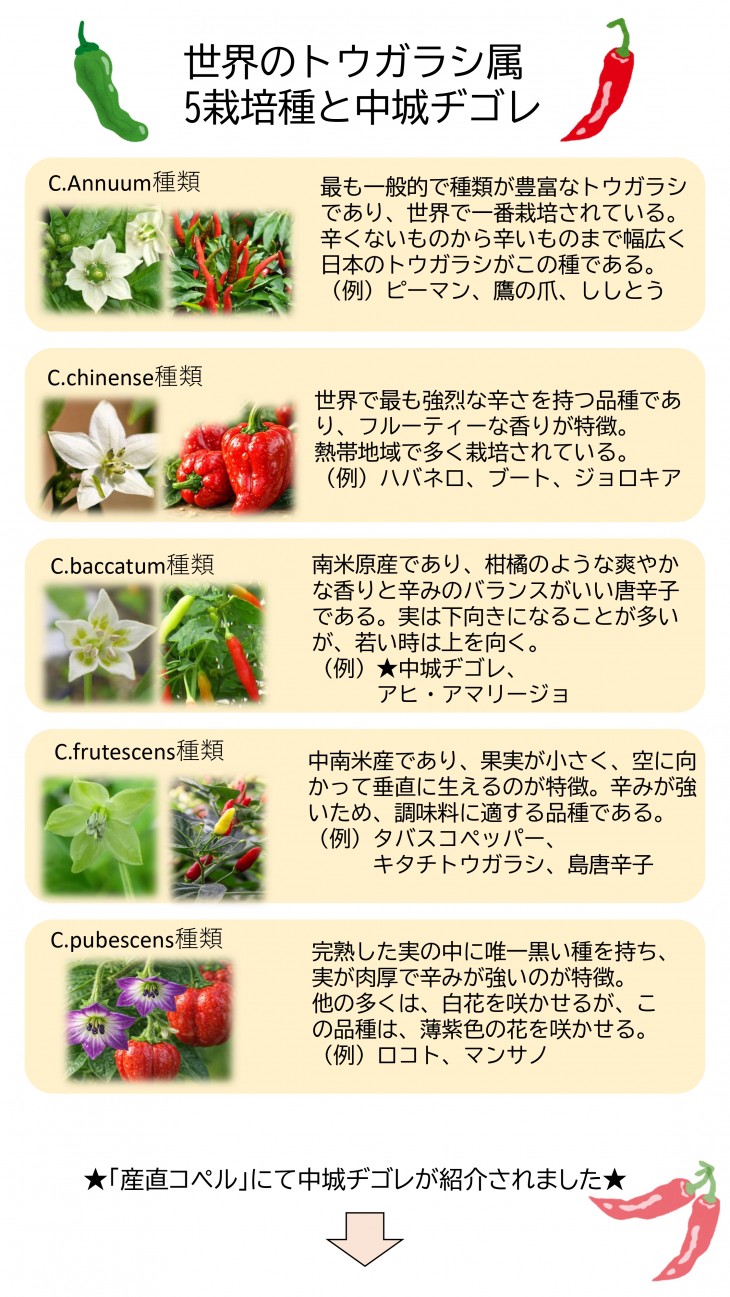 トウガラシの種類