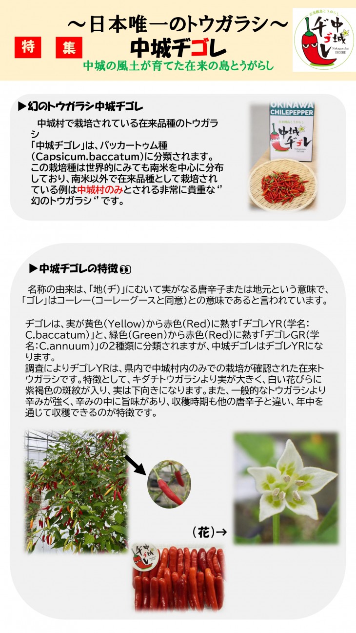 中城ヂゴレの特徴の紹介