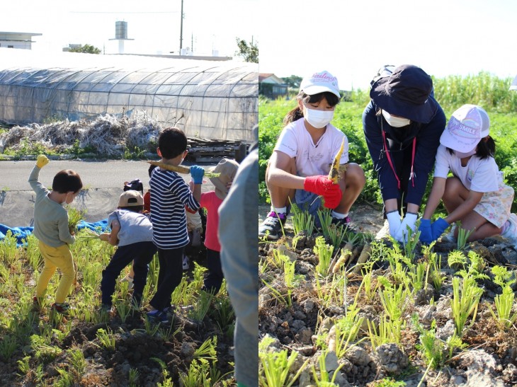 子どもたちの収穫の様子